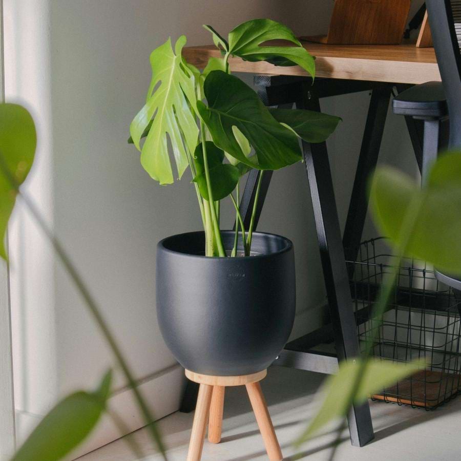 a plant in a pot