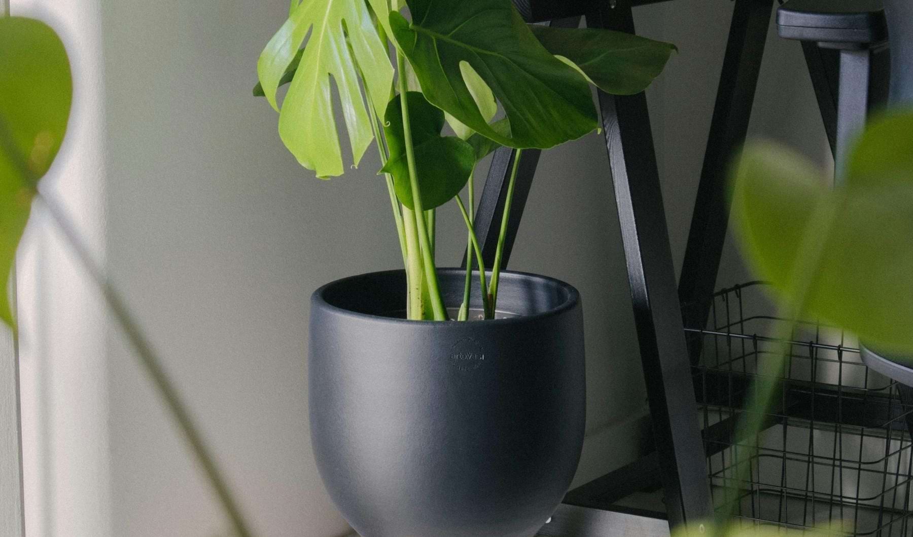 a plant in a pot